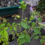 tomato Image 3