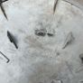 190E Mercedes hubcaps. Came from a 1991 190E. Image 6