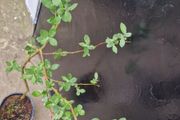 ornamental tree
