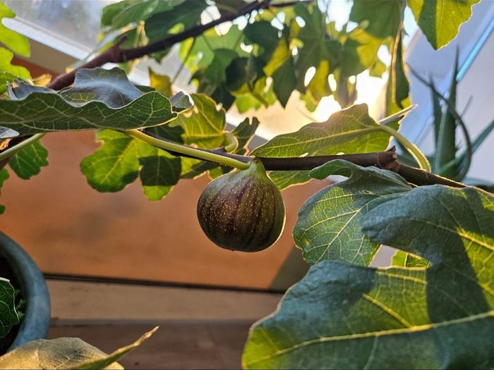 fig tree