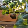 fig tree Image 6
