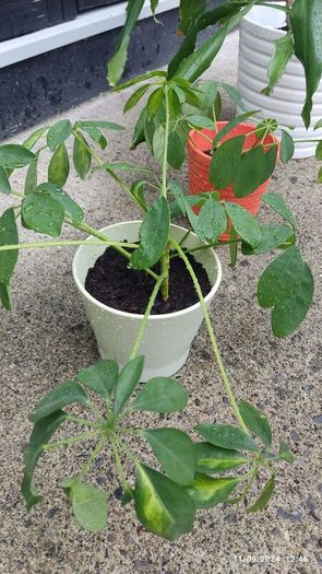 houseplant