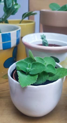 Indoor Plants