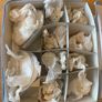 Aynsley Fine Bone China Set of 8 Coffee Cups & Saucers Image 2