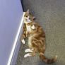 Orange Male Cat Image 2