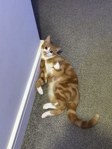 Orange Male Cat