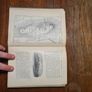 1903 Wakeman's Handbook of Irish Antiquities 3rd Ed. Plates and Illustrations. Image 6