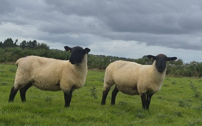 Suffolk Mule Ewe Hoggets