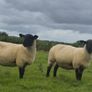Suffolk Mule Ewe Hoggets Image 6