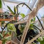 Satin Pothos incl. Hanging basket Image 3