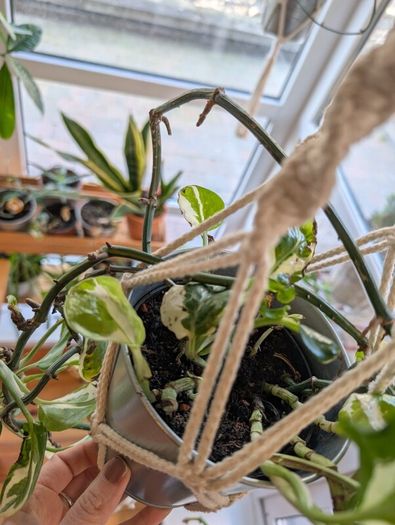 Satin Pothos incl. Hanging basket