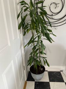 plant