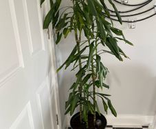 plant