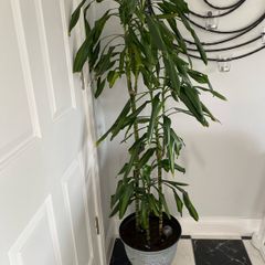 plant