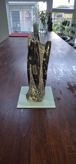 Fossil Orthoceras