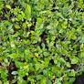 Leylandii Hedging TWO euros Image 2
