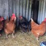 9 lovely hens for sale Image 8