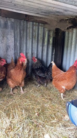 9 lovely hens for sale