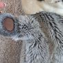 Hand Puppet Image 5
