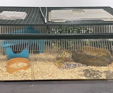 Leopard Gecko