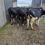 Incalf friesian heifers Image 5