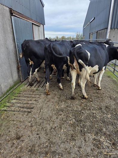 Incalf friesian heifers