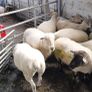Hoggets Image 5