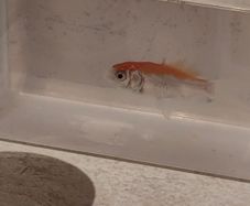 fish