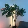 Artificial Tree IKEA FEJKA Image 2