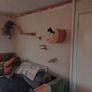 cat wall Image 4