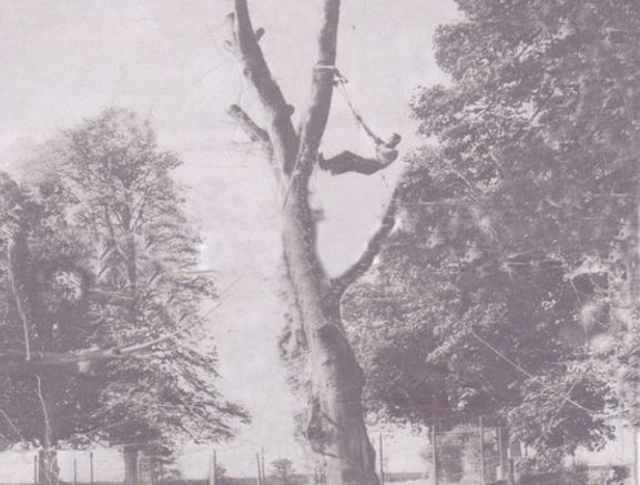 WWW. abatisdublintreeservices.com