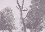 WWW. abatisdublintreeservices.com