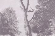 WWW. abatisdublintreeservices.com