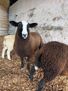 Organic Zwartble Ram Lambs
