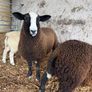 Organic Zwartble Hogget Rams & Ram Lambs Image 7