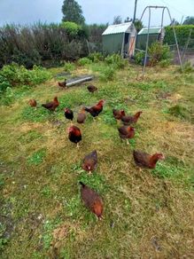 Wellsomer pullets for sale