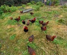 Wellsomer pullets for sale