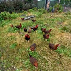 Wellsomer pullets for sale