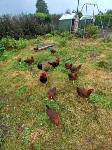 Wellsomer pullets for sale
