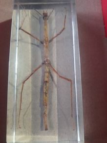 Beautiful Vietnamese Stick Insect Encased in a Clear Resin Block