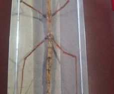Beautiful Vietnamese Stick Insect Encased in a Clear Resin Block