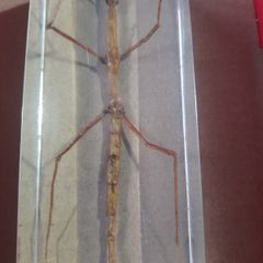 Beautiful Vietnamese Stick Insect Encased in a Clear Resin Block