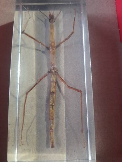 Beautiful Vietnamese Stick Insect Encased in a Clear Resin Block