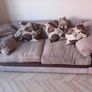 Two Sofas Image 2