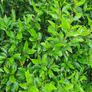 Portuguese Laurel Hedging Plants Image 7