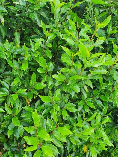 Portuguese Laurel Hedging Plants