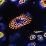 Utter Chaos zoa Image 3