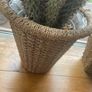cactus Image 6