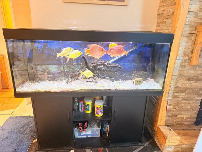 fish tank and fish