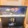 fish tank and fish Image 2